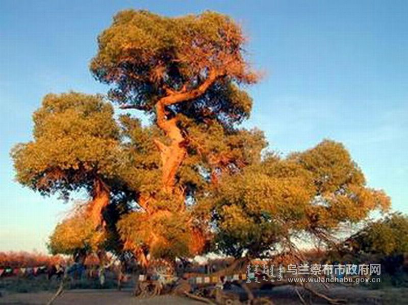 自破库,更上见金局,只能贱卖,卖高价就很难出手了.(反馈:了解.)
